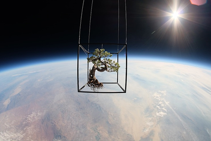 Space Bonsai Exobiotanica