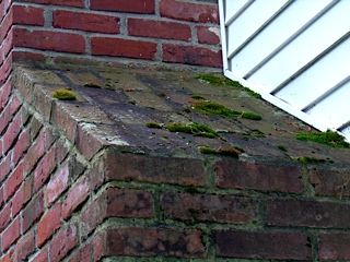 Moss corrodes bricks and mortar