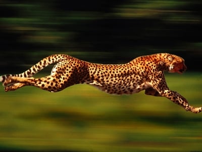 running cheetah