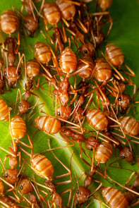 Red Fire Ants
