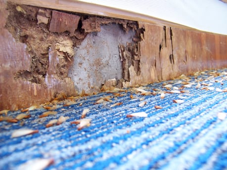 Termites and Termite Damage